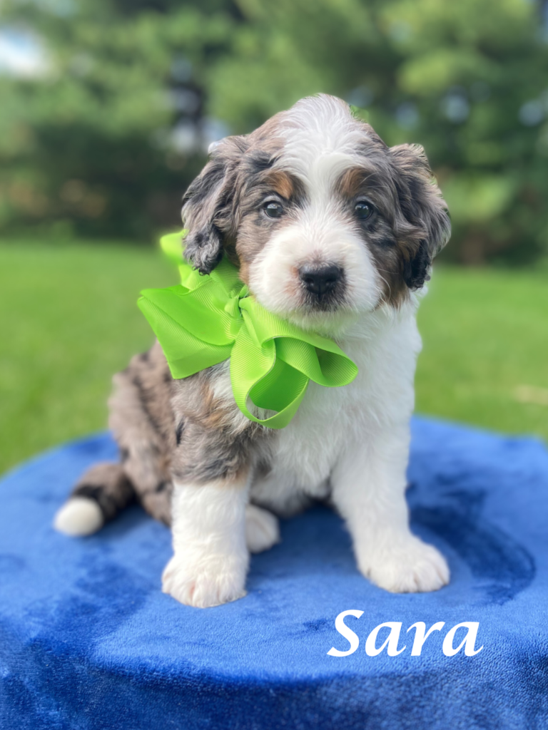 Sara